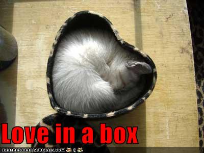 kitten is love in a box